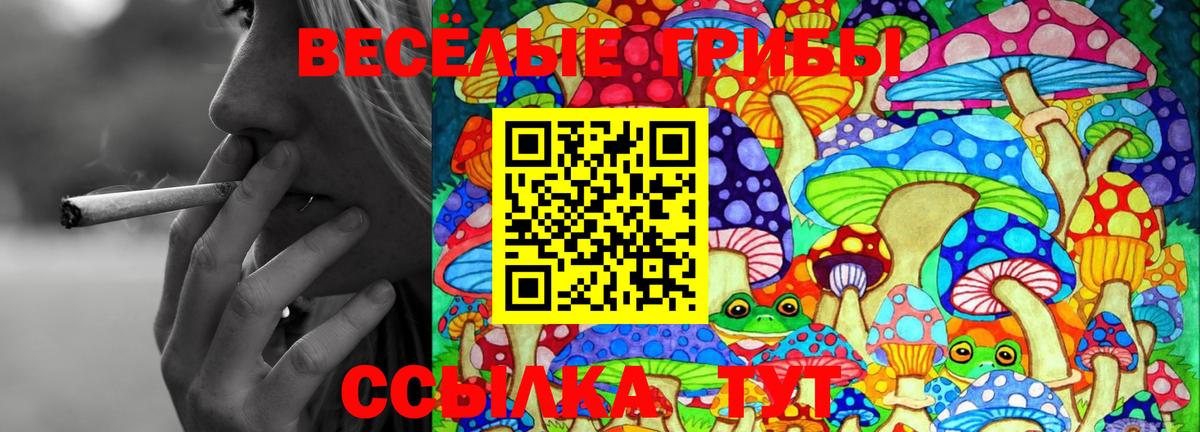 Псилоцибиновые грибы Psilocybe Новокубанск