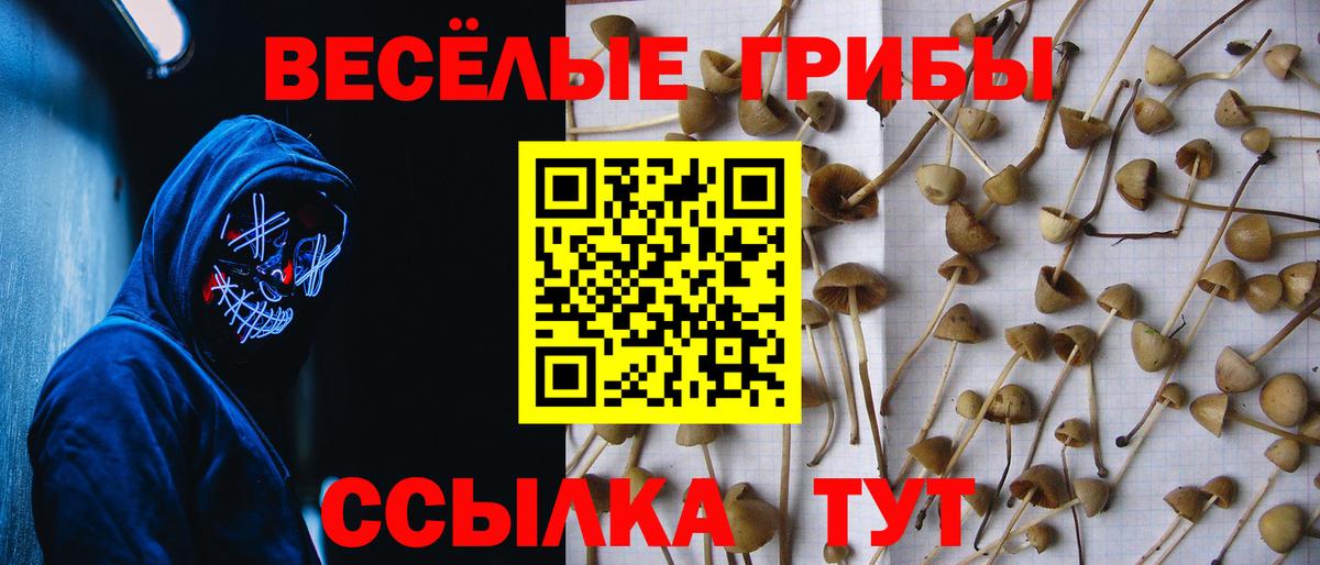 Новокубанск  наркотики  Вход с VPN  Псилоцибиновые грибы Psilocybine cubensis 